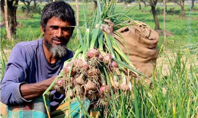 দেড় লাখ মেট্রিক টন পেঁয়াজ উৎপাদনের সম্ভাবনা রাজশাহীতে